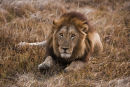 Black maned King.