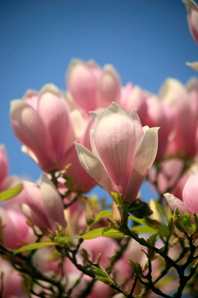 Spring blooms.