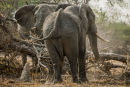 Bull Elephants