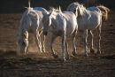 Camargue Trio