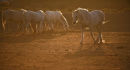 Camargue Beauties