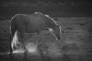 Camargue Light