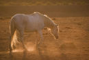 Camargue light 2