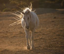 Camargue Rasta