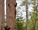 Chasing Bears.