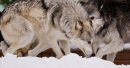 Confrontation
