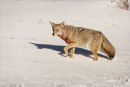 Coyote leaving Kill