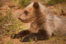 Cub study