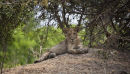 Cubs at rest.