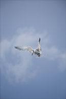 Diving Royal Tern