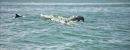 Dolphins at speed
