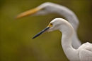 Egrets