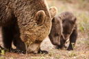 Feeding Party