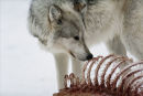 Wolf Kill
