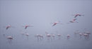 Fly Past 4