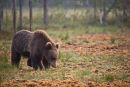 Foraging