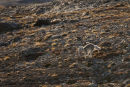 Arctic Fox on the run.