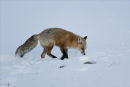 Fox Sniffing