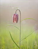  Snakes head Fritillary.