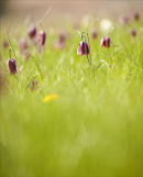 Snakes head Fritillary