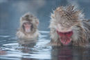 Macaque Style.