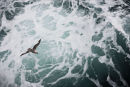 Fulmar Following.