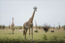 Girrafes at waterhole