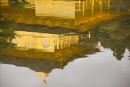 Golden reflection