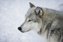 Grey Wolf