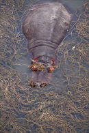 Hippo Bliss