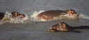 Hippo disagreement !!