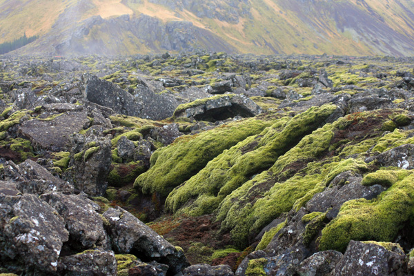 Moss covered Lava.