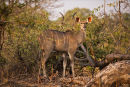 Kudu