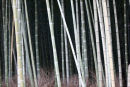 Kyoto Bamboo forest