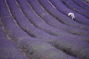 Lavender Picker.