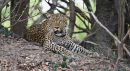 Leopard at rest