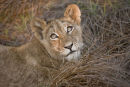 Lion Cub