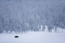 Lone Bison.