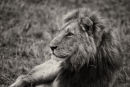 Male Splendour