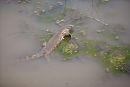 Monitor Lizard