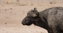 Mud covered Cape Buffalo