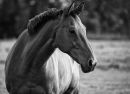 Paddock Horse.