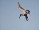 Pelican Diving