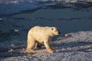 Polar Bear Gait.