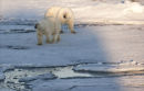 Polar Bear pair.