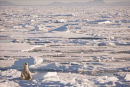 Kingdom of the Ice Bear
