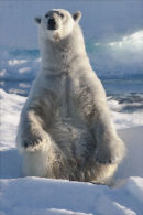 Polar Bear stand.