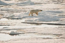 Polar Wilderness