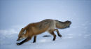 Red Fox