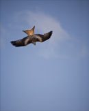 Diving Red Kite.